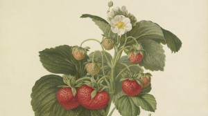 Explore the Royal Horticultural Society Lindley Library with Charlotte Brooks and Fiona Davison