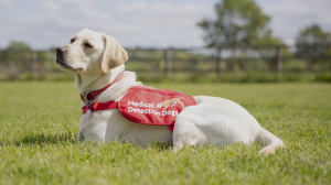 Medical Detection Dogs CEO and cofounder Dr. Claire Guest