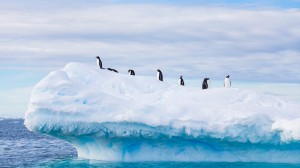 The Antarctic, Part II