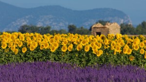 Get an intimate glimpse of Provence from a local guide