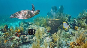 Dive in to discover Bermuda’s marine life