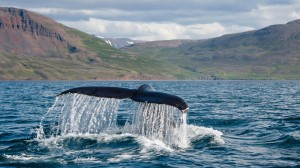 Enhance your understanding of whales and dolphins with guest lecturer Robin Petch