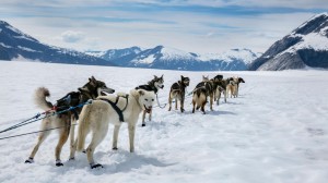 Go behind the sled to discover dog driving with polar expert Nick Cox