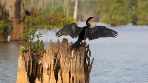 Meet the birds of the Mississippi Delta with John Fitzpatrick