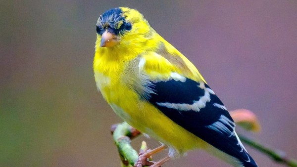 Goldfinch Adult Male Bird