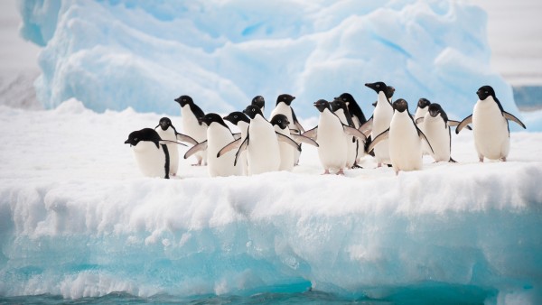 Discover the secret lives of penguins with wildlife filmmakers Ruth Pearcy and Michael Dunn