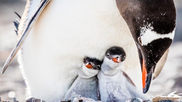 Anne Diamond discusses penguins and the Antarctic environment with Ron Naveen of Oceanites