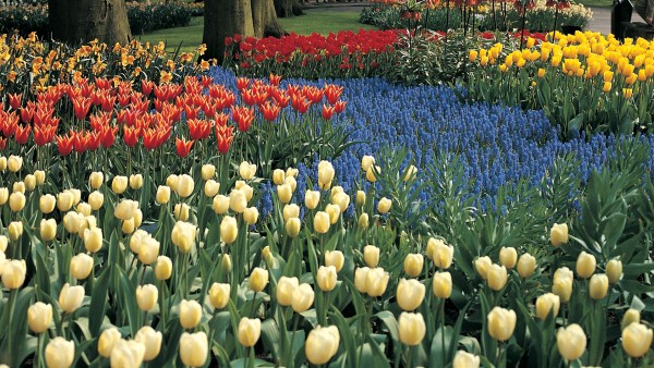 Stroll through the World Famous Keukenhof Gardens in the Netherlands