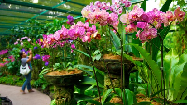 Deepen your appreciation for orchids with biologist Sandy Primrose