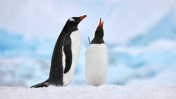 Marvel at polar birdlife with Dr. Damon Stanwell-Smith and James Lowen
