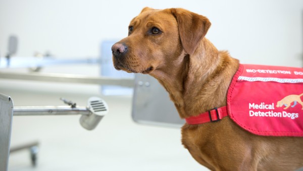 Anne Diamond interviews Co-Founder of Medical Detection Dogs, Dr. Claire Guest