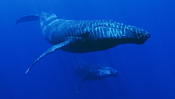 Learn about Hawaii’s marine life with naturalist Robin Petch