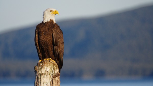 Encounter Alaskan wildlife with local guide Scott Ranger
