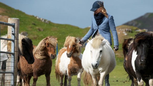 Shetlands! The World's Favorite Ponies