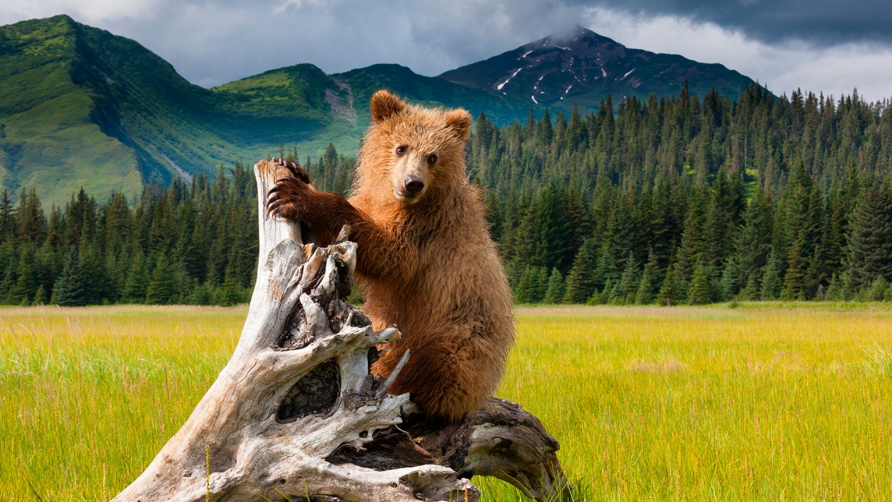 Learn about our Alaska & the Inside Passage  itinerary with Joost Ouendag )