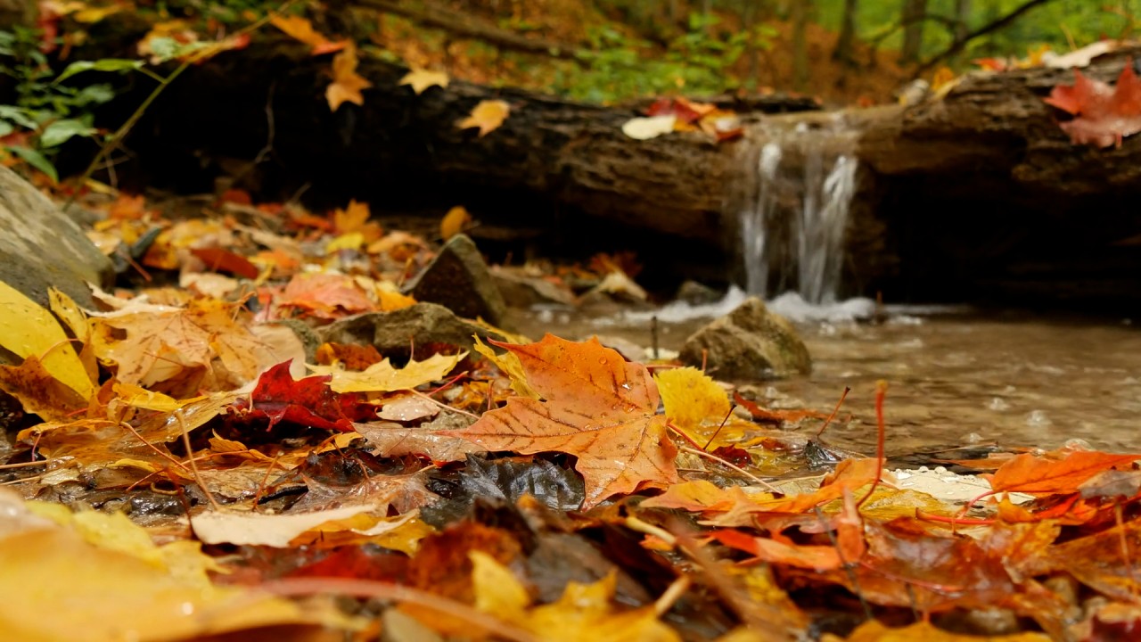 Meditation: Mindfulness with Mona Therese)