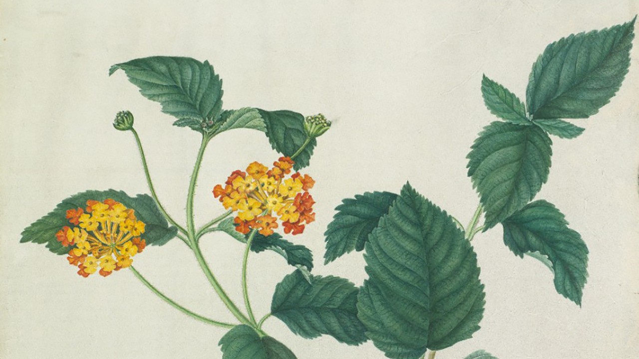 Discover the fascinating history of early plant hunters with Viking Guest Speaker Stefan White)