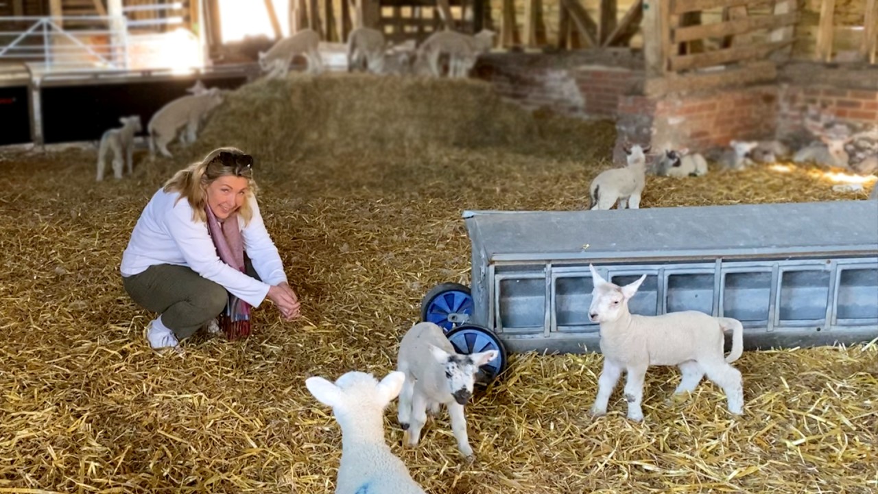 At Home at Highclere Castle: Lambing)