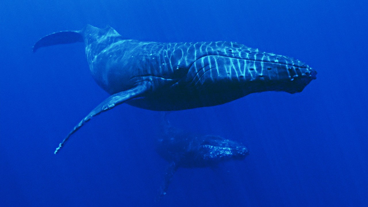 Learn about Hawaii’s marine life with naturalist Robin Petch